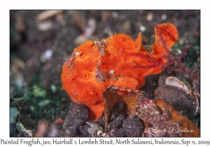 Painted Frogfish