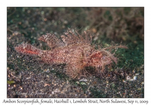 Ambon Scorpionfish