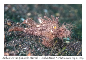 Ambon Scorpionfish