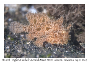 Striated Frogfish