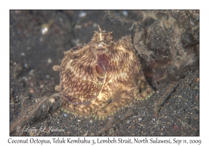 Coconut Octopus