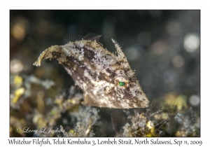 Whitebar Filefish