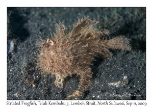 Striated Frogfish