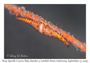 Rosy Spindle Cowrie