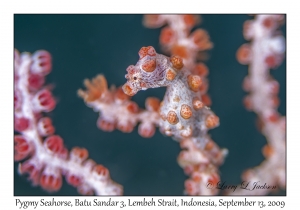 Pygmy Seahorse