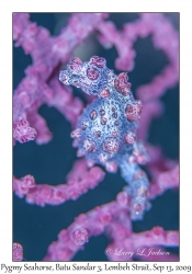 Pygmy Seahorse