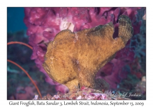 Giant Frogfish