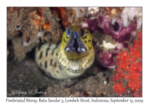 Fimbriated Moray