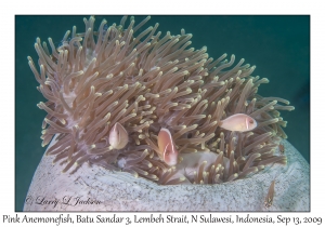 Pink Anemonefish