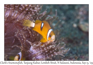 Clark's Anemonefish