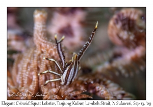 Elegant Crinoid Squat Lobster