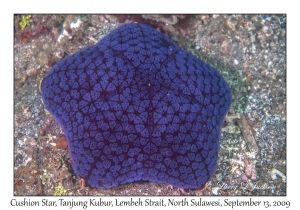 Cushion Star