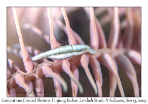 Comanthus Crinoid Shrimp