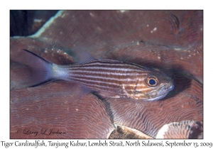 Tiger Cardinalfish