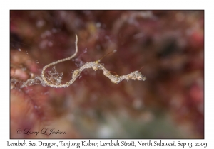 Lembeh Sea Dragon