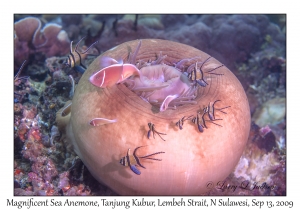 Magnificent Sea Anemone