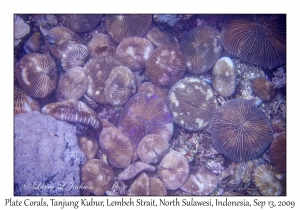 Plate Corals