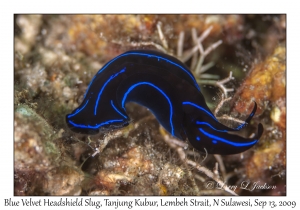 Blue Velvet Headshield Slug