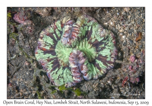 Open Brain Coral