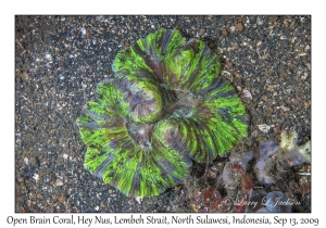 Open Brain Coral