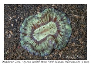 Open Brain Coral