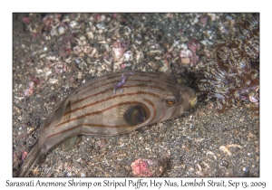 Sarasvati Anemone Shrimp