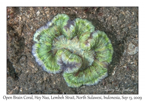 Open Brain Coral