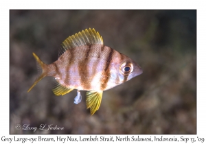 Grey Large-eye Bream