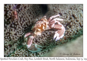 Spotted Porcelain Crab