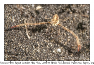 Squat Lobster