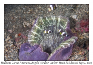 Haddon's Carpet Anemone