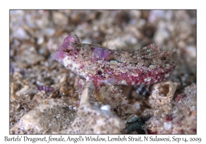 Bartels' Dragonet