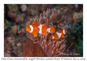 False Clown Anemonefish