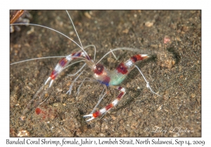 Banded Coral Shrimp