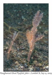 Roughsnout Ghost Pipefish