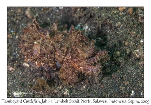 Flamboyant Cuttlefish