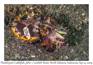 Flamboyant Cuttlefish