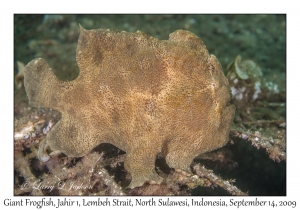 Giant Frogfish