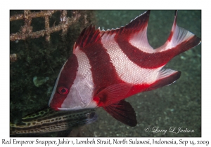 Red Emperor Snapper