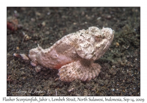 Flasher Scorpionfish