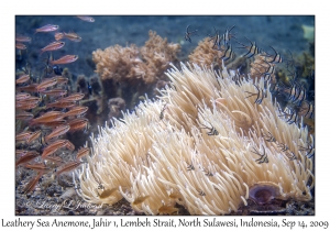 Leathery Sea Anemone