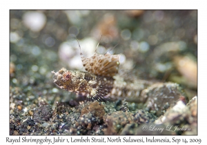 Rayed Shrimpgoby