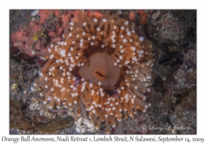 Orange Ball Anemone