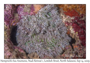 Hemprich's Sea Anemone