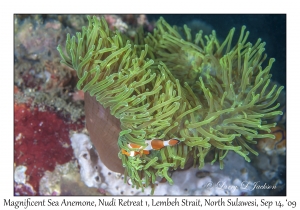 Magnificent Sea Anemone