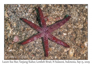 Luzon Sea Star