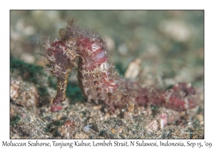 Moluccan Seahorse