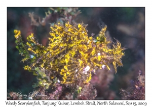 Weedy Scorpionfish