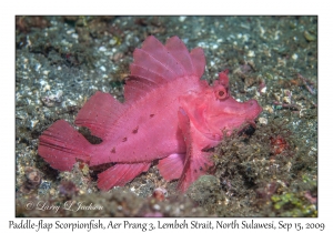 Paddle-flap Scorpionfish