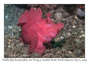 Paddle-flap Scorpionfish